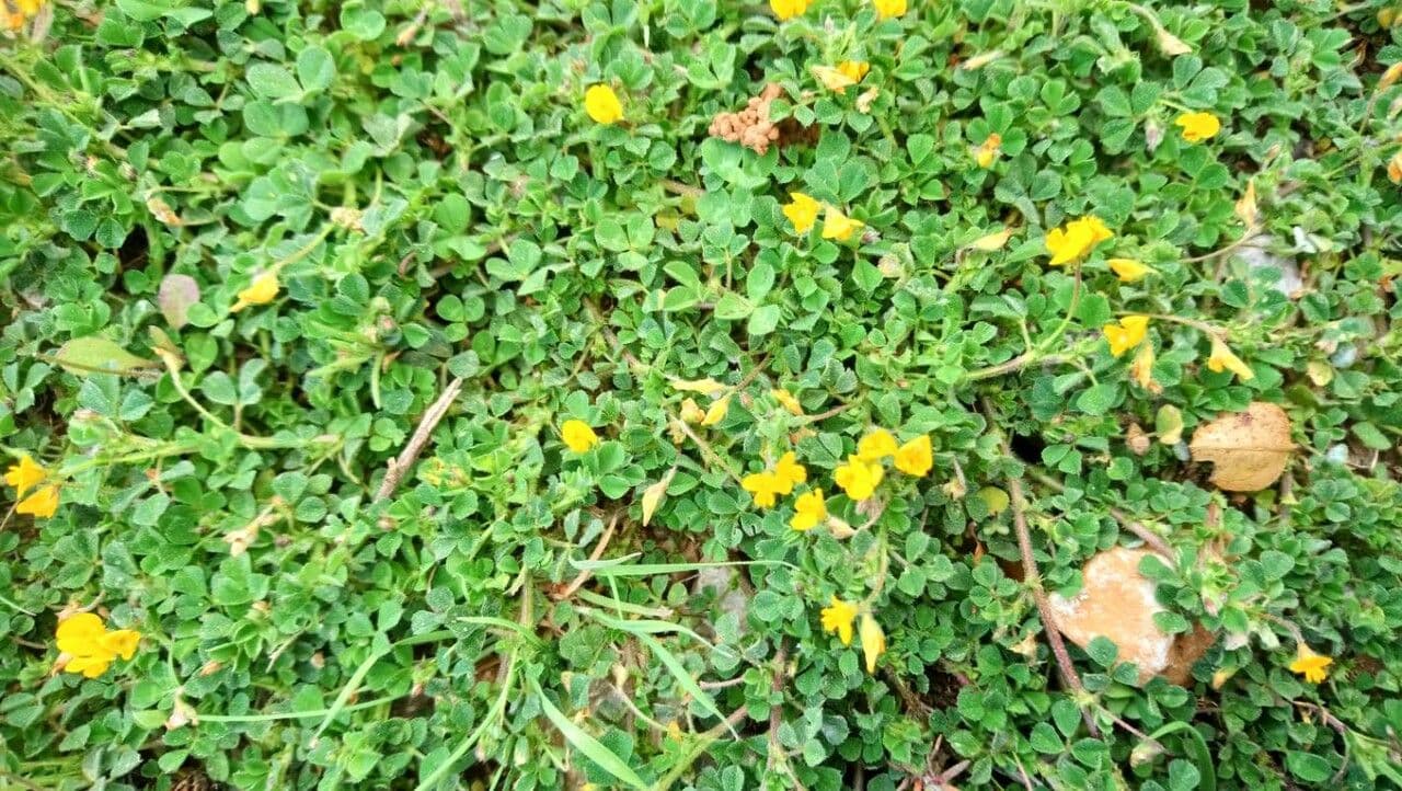 Erba medica minima 12