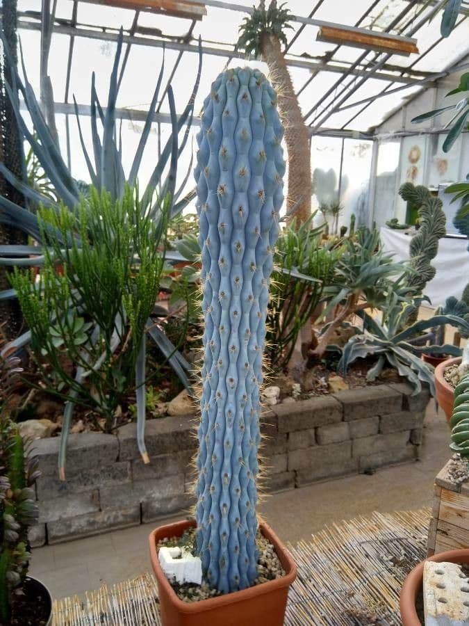 Browningia 6