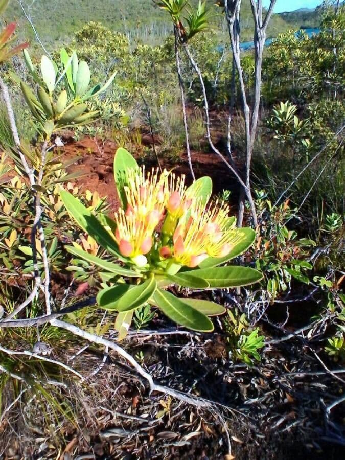 Xanthostemon 10