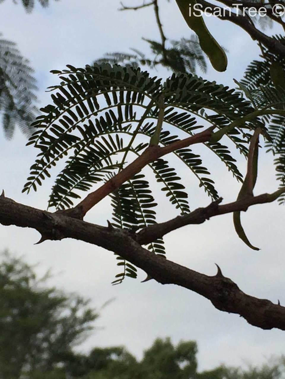 Senegalia 18