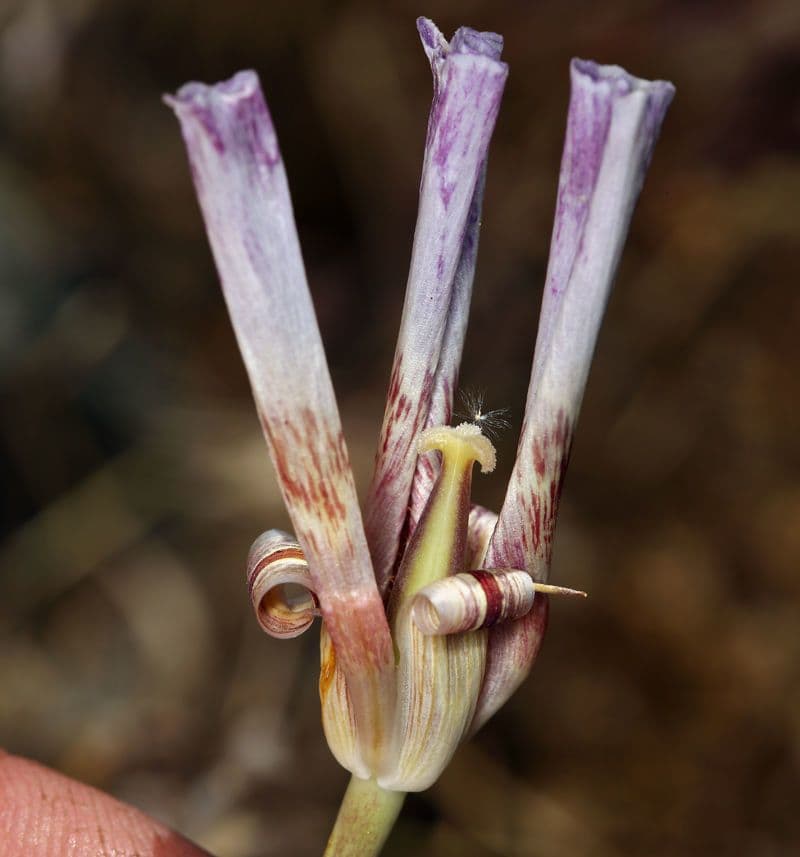 Calochortus venusto 5
