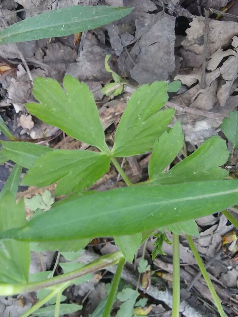 Ranunculus hispidus 15