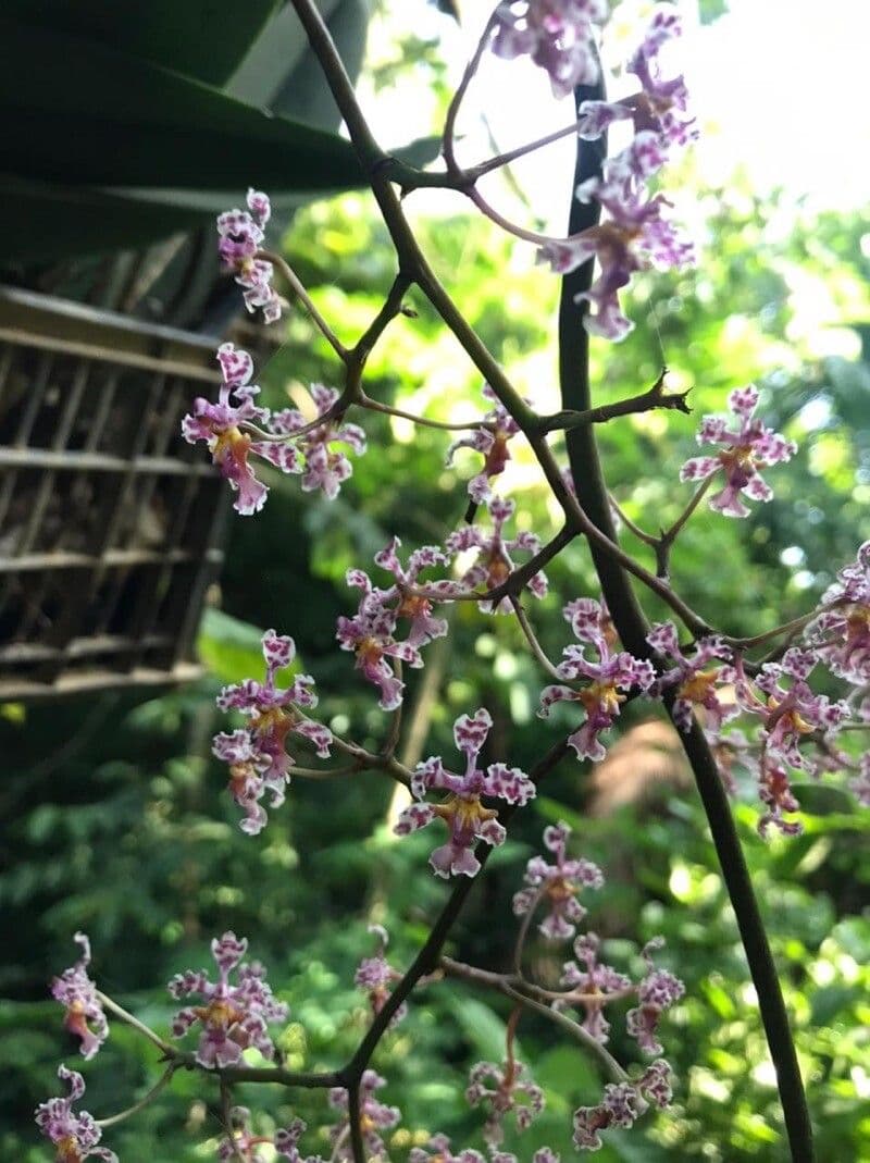 Orchidea farfalla di Cartagena