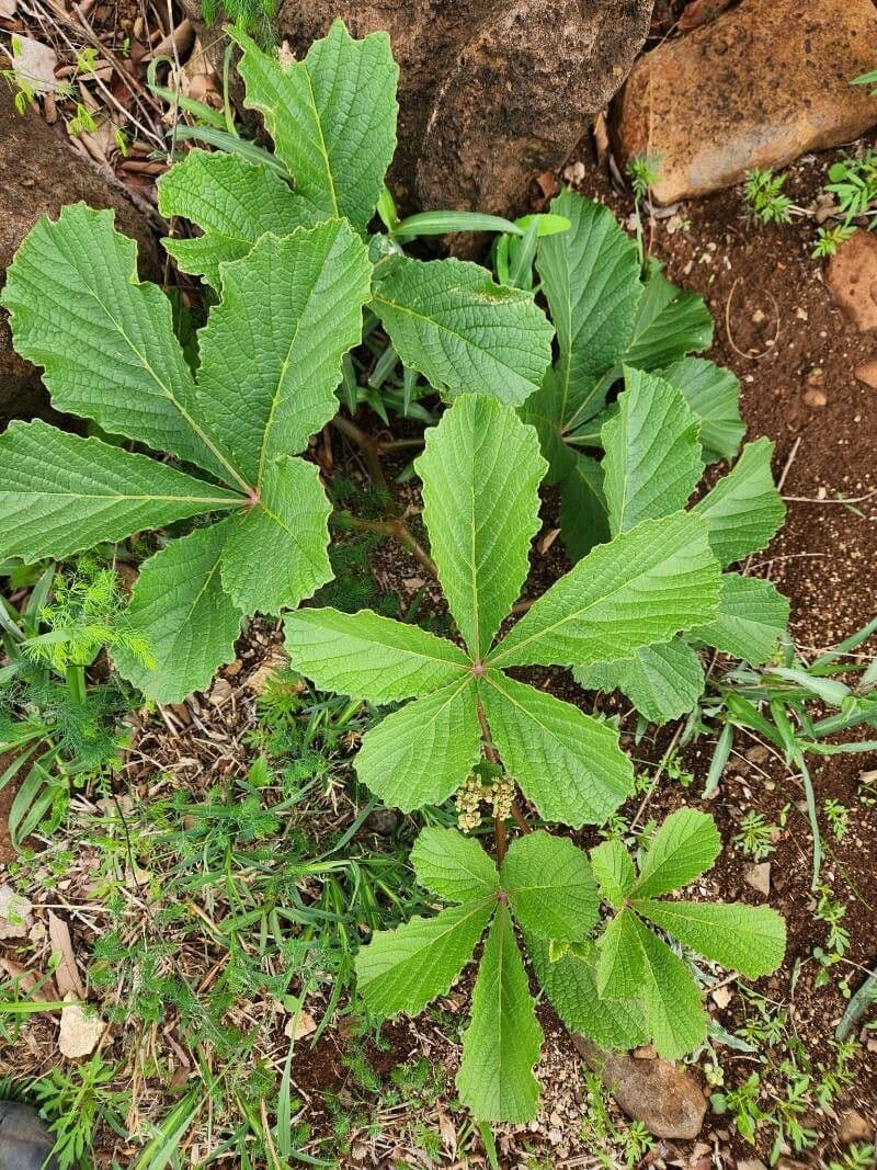 Cyphostemma 10