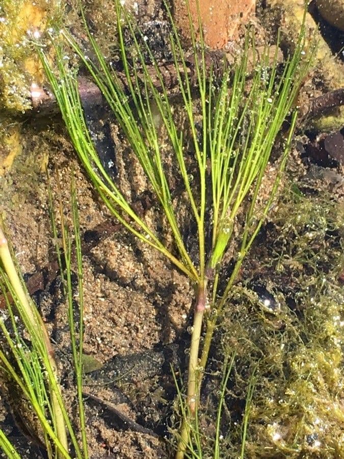 Ranunculus fluitans 18