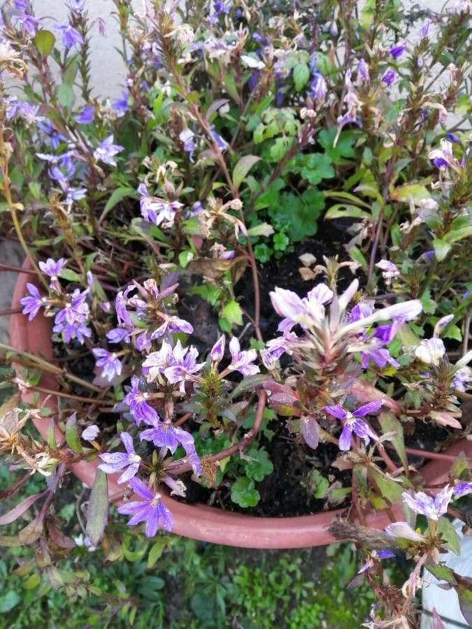 Lobelia blu 12