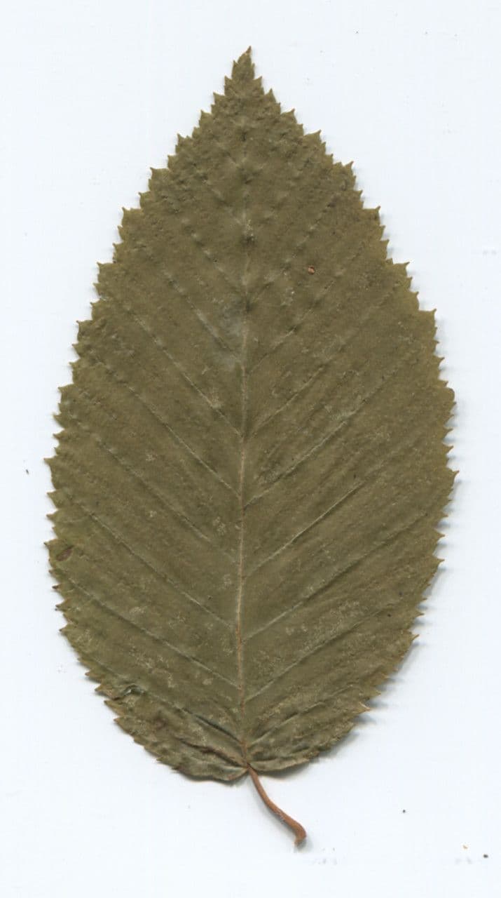 Carpino nero 26