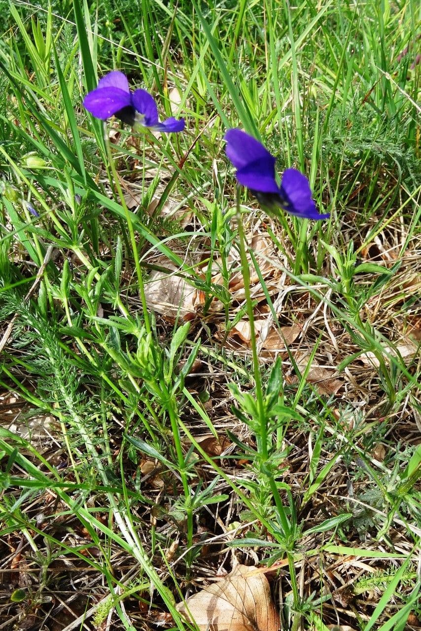 Viola gialla 8
