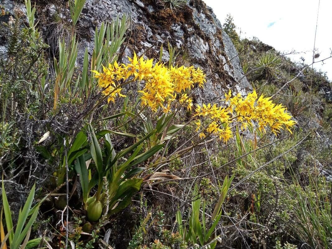 Cyrtochilum 7