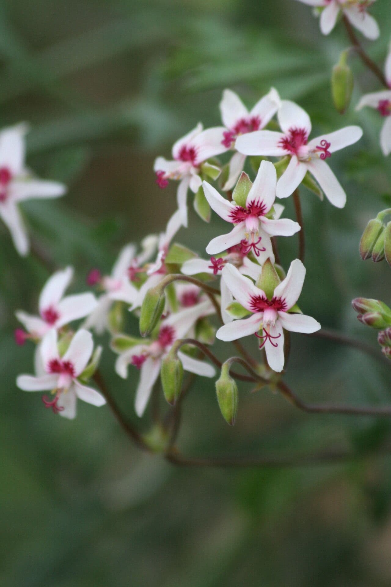 Pelargonia 2