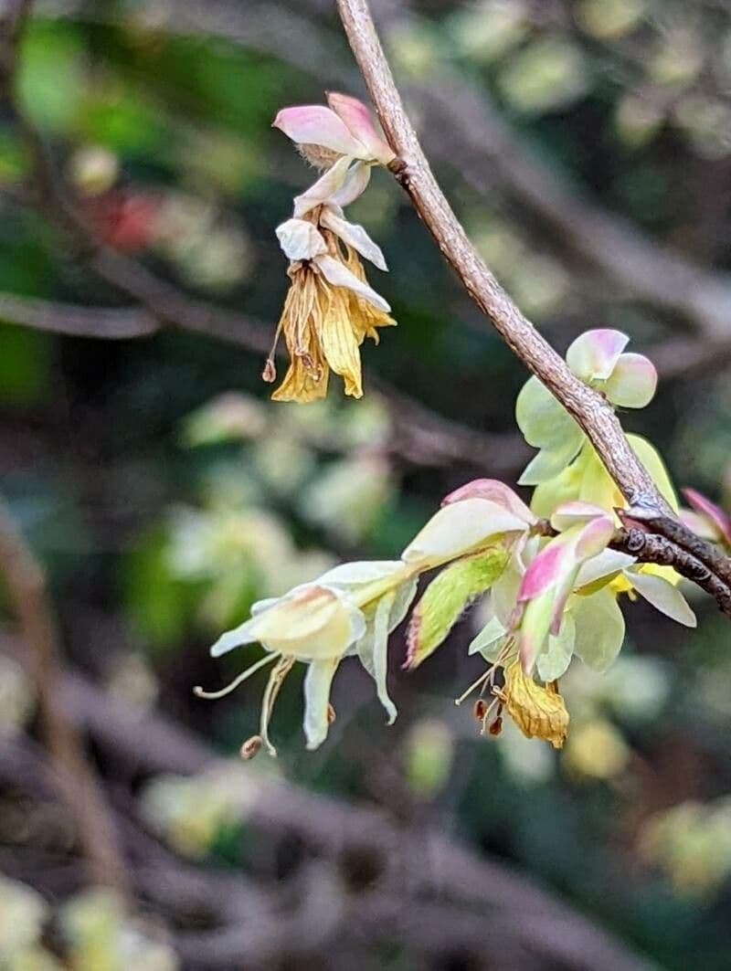 Corylopsis 23