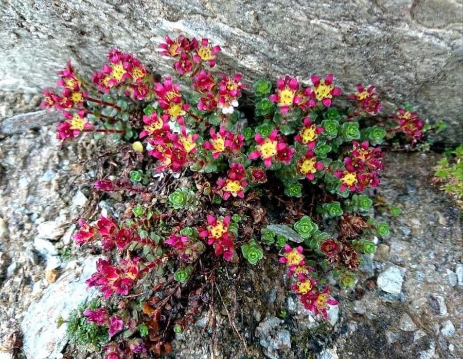 Sassifraga biflora 6