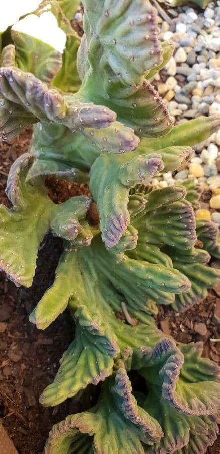 Stapelia 9