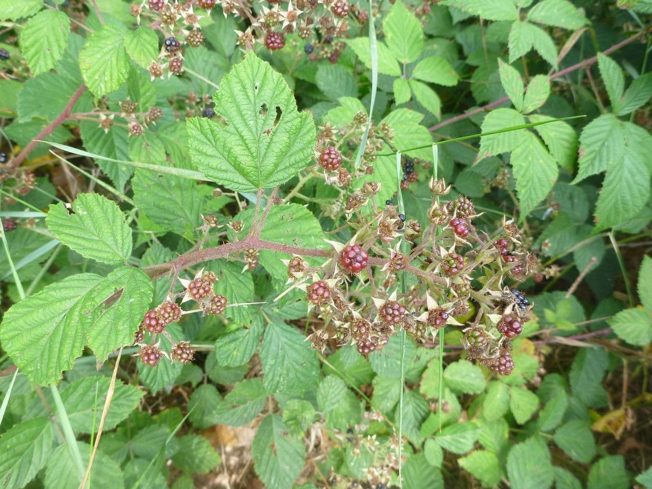Rubus rudis 9