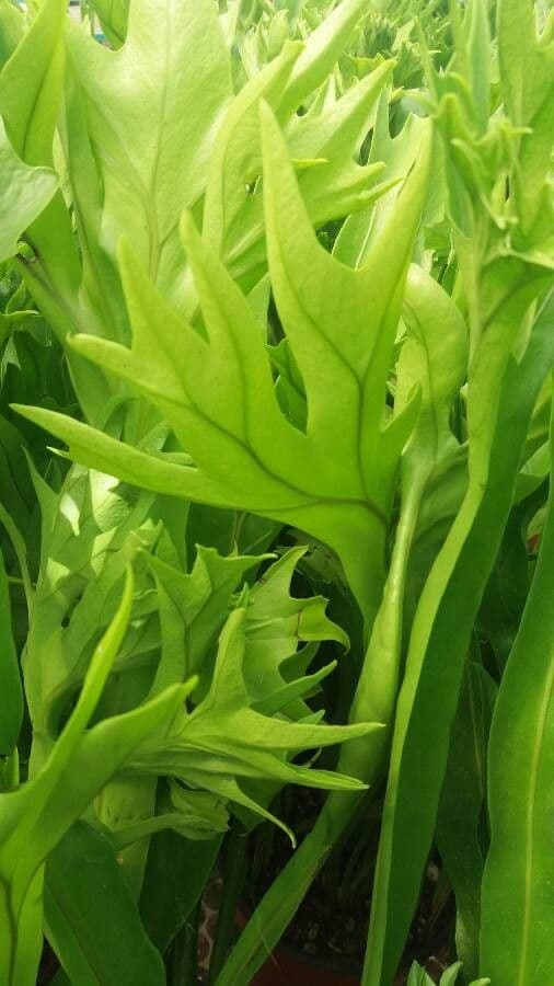 Microsorum puncté 12