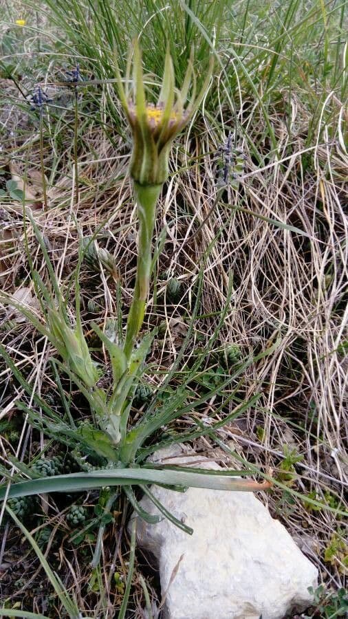 Třapatka Crocus 12