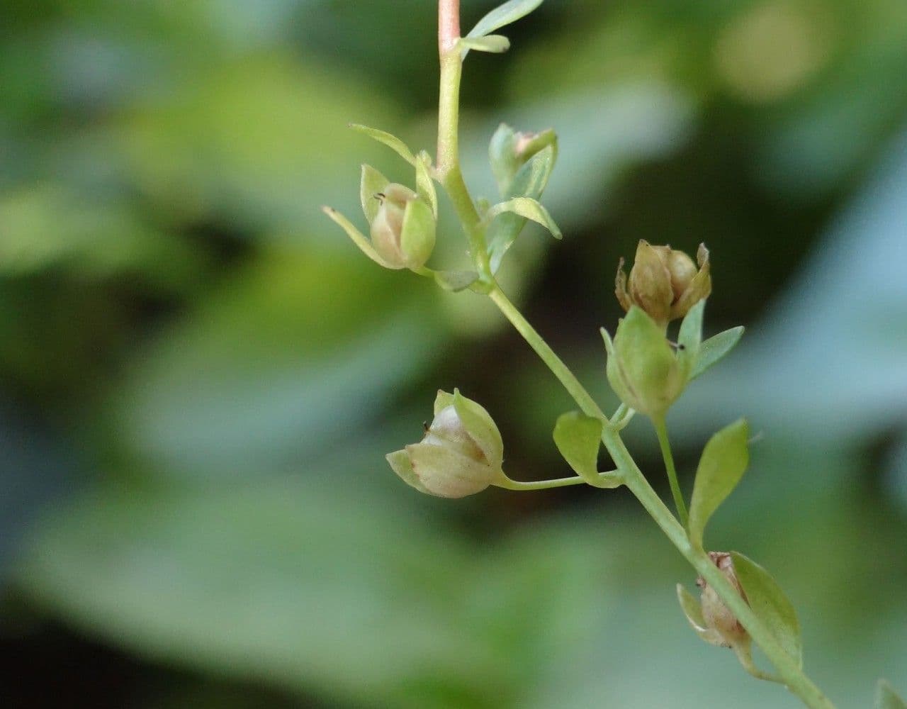 Veronica americana