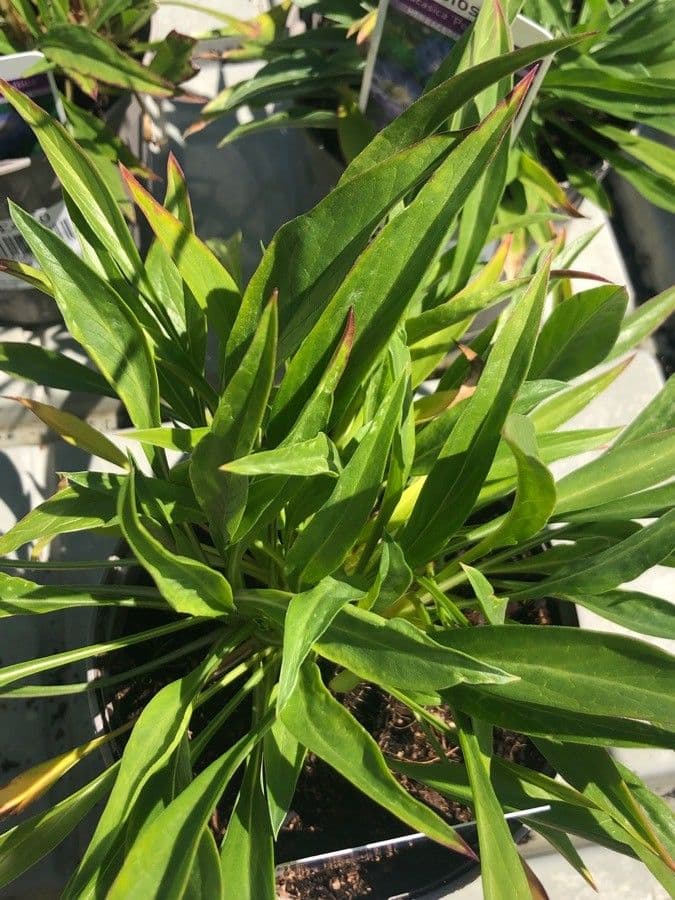 Didymocarpus 7