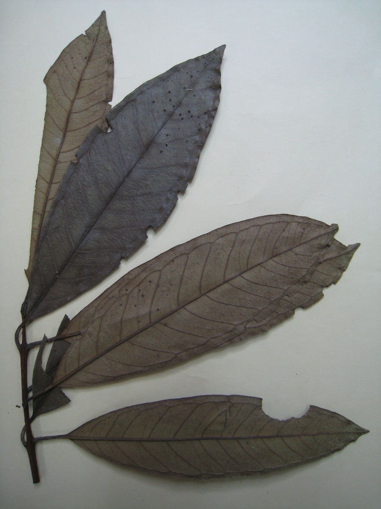 Eugenia 13