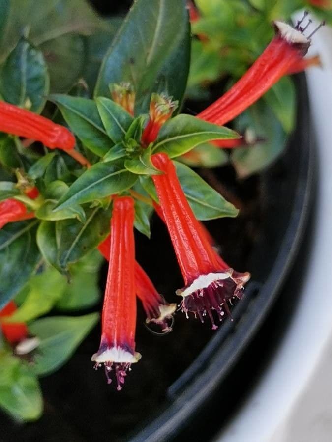 Wunderblume 26