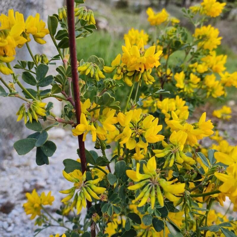 Coronilla valentina 21