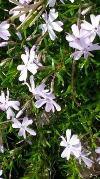 Phlox subulato 19