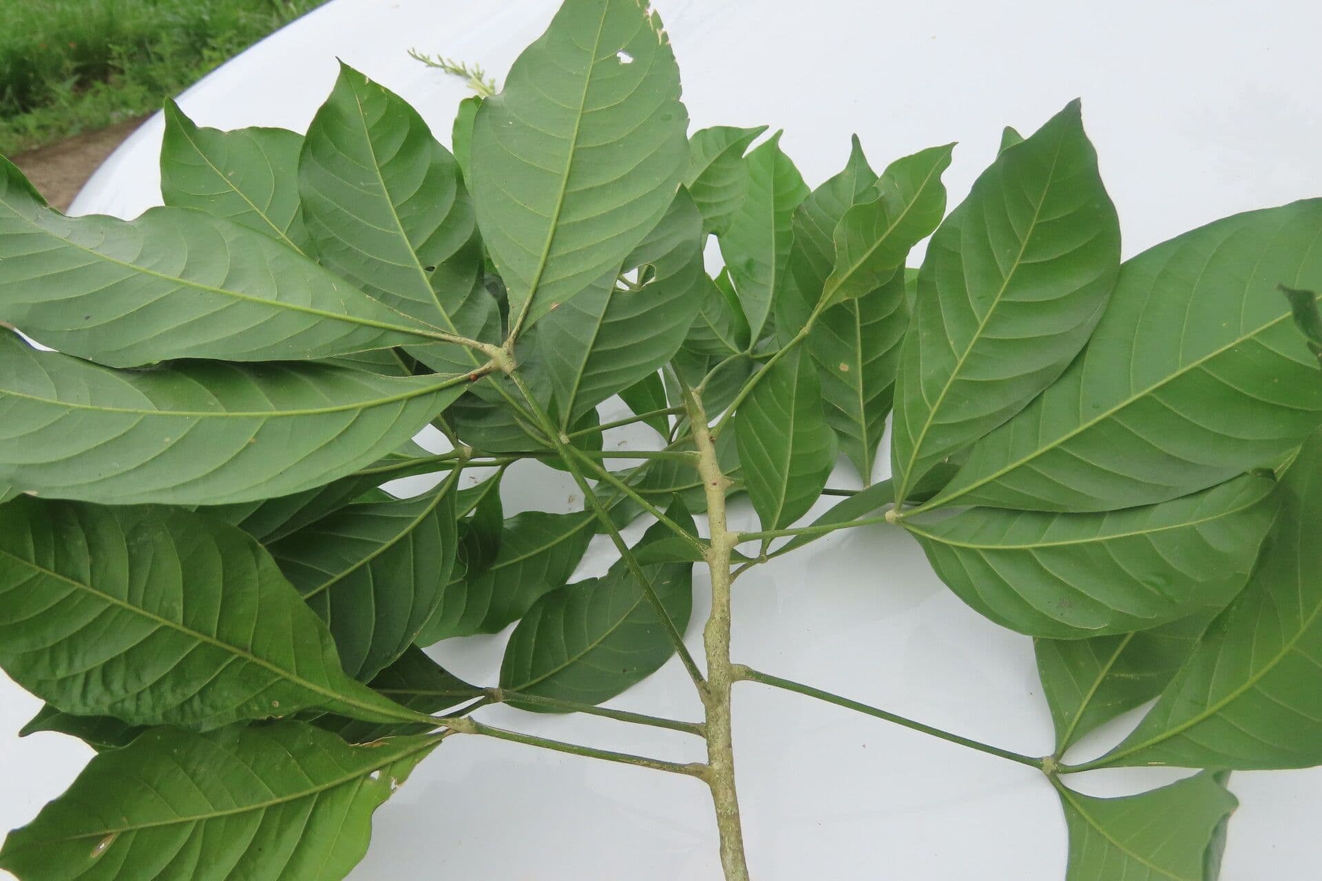 Angostura 14