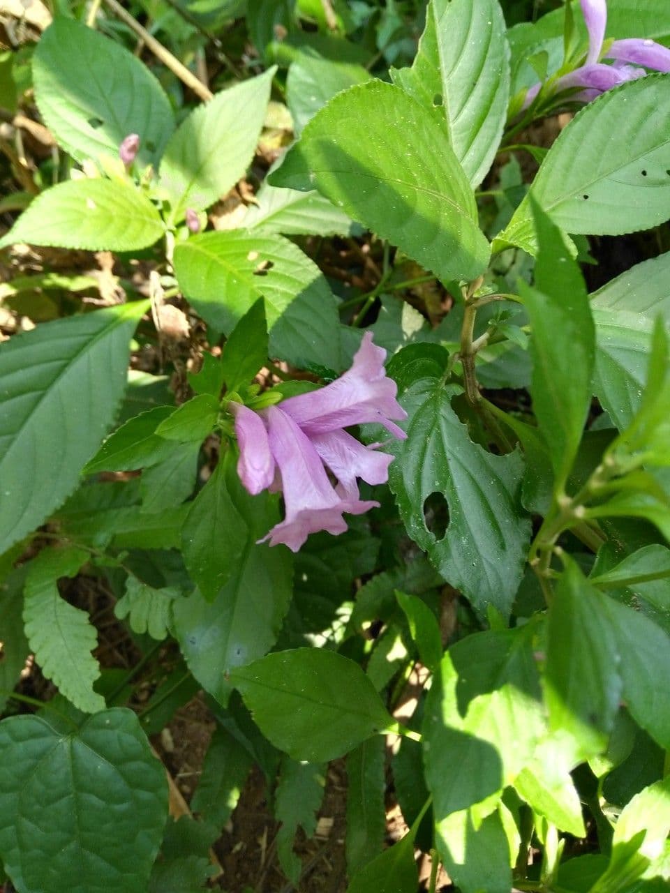 Strobilanthes