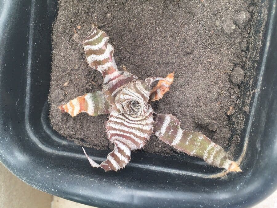 Cryptanthus 12