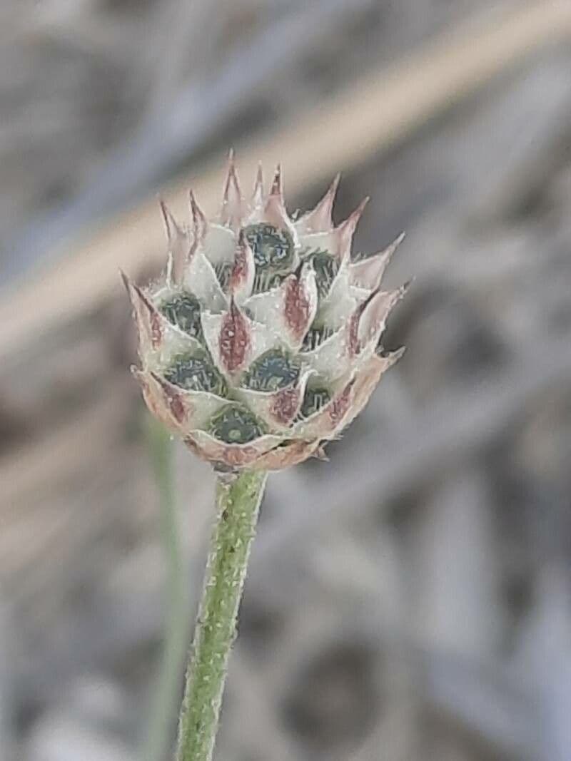 Cephalaria transilvana 2