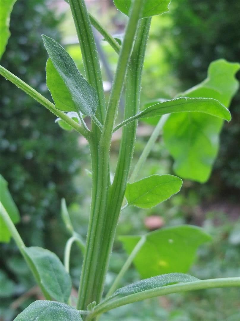 Quinoa 23