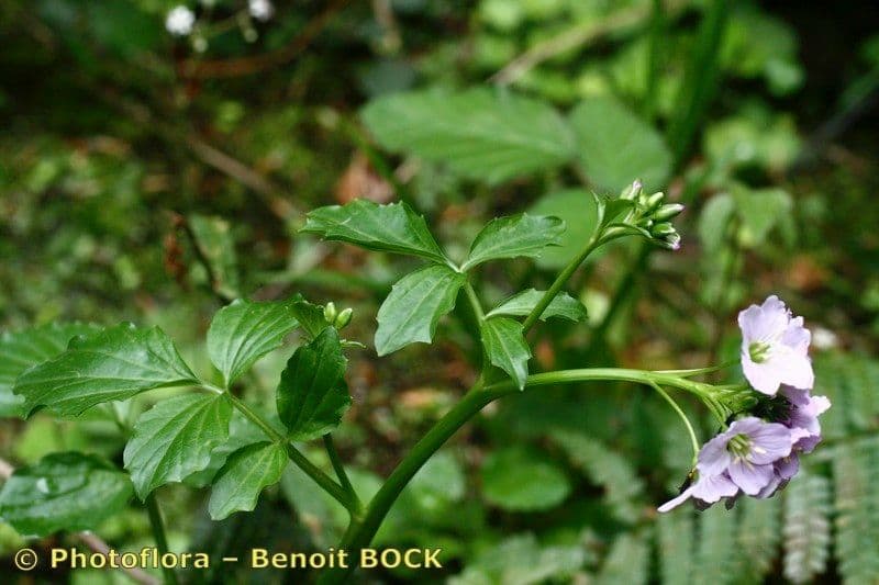 Cardamine raphanifolia 25