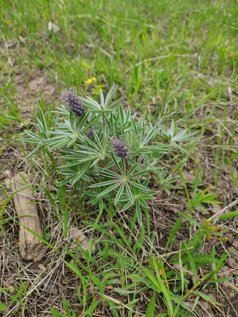 Silbriger Lupine 16
