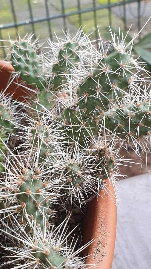 Nopal espinoso 21