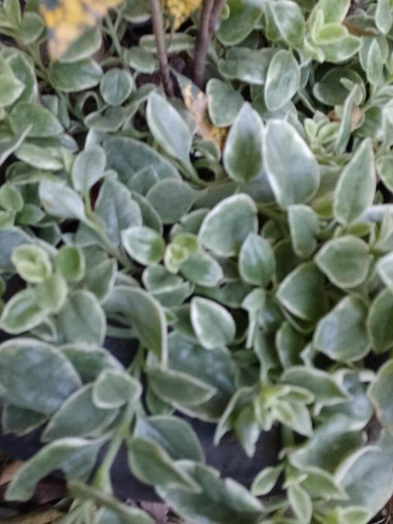 Dichondra argentea 13