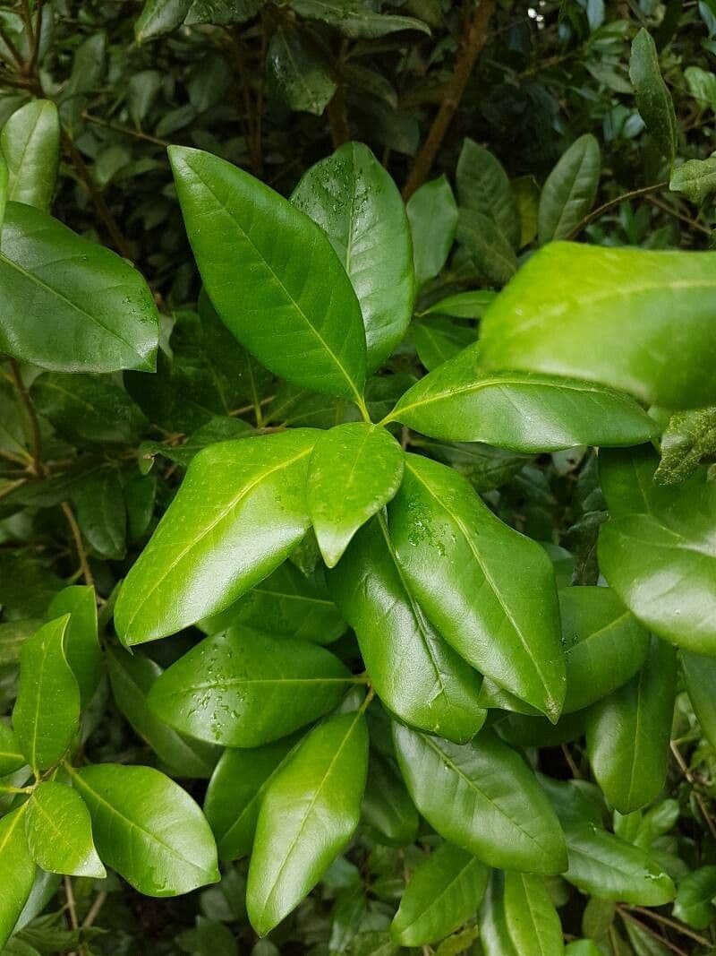 Picconia excelsa 8