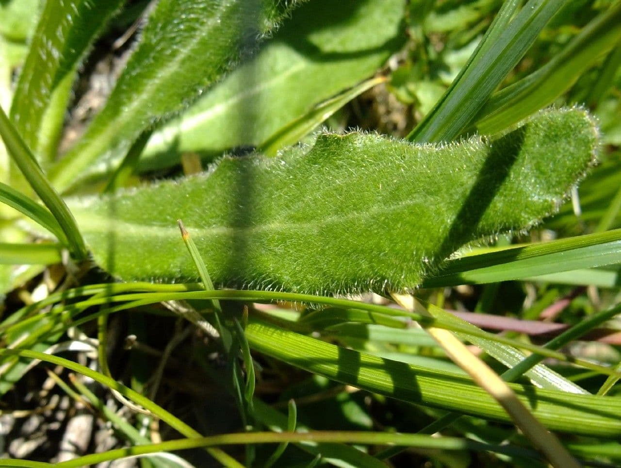 Campanula barbata 16