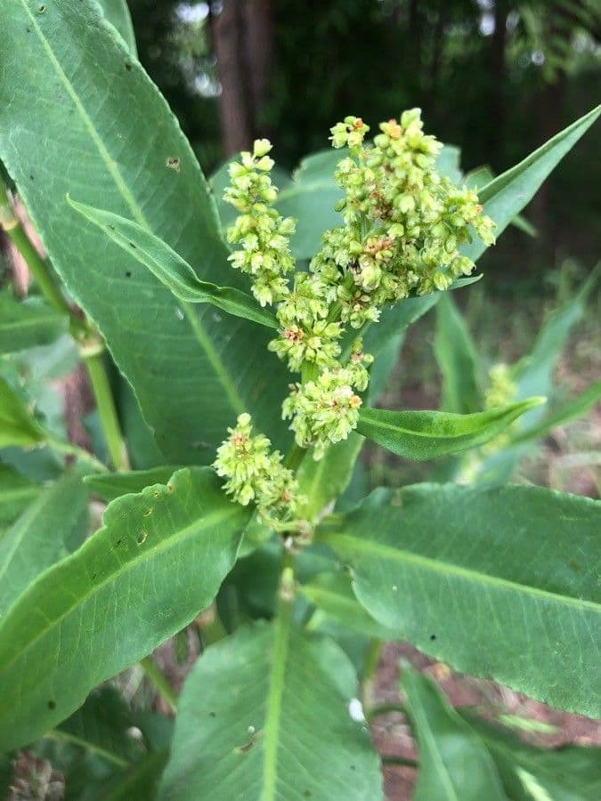 Acetosa alta 4