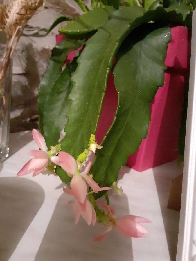 Cactus 9