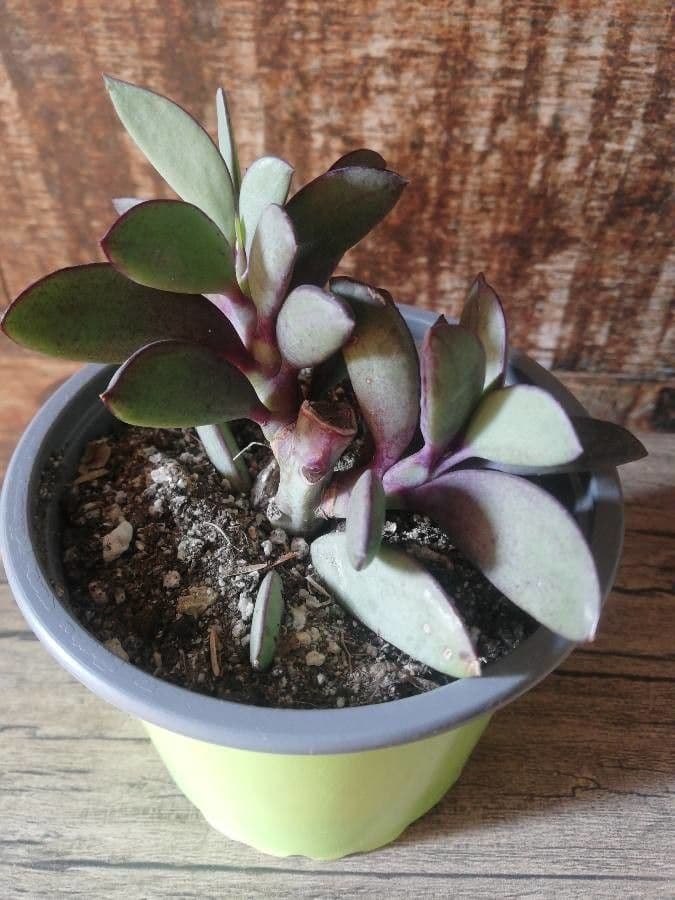 Echeveria 7