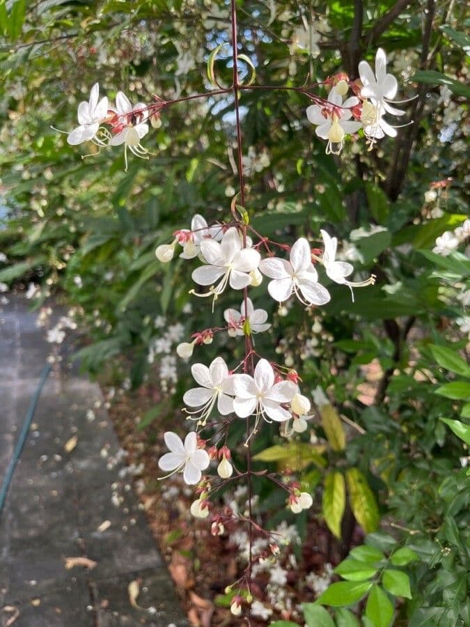Clerodendrum indicum 8