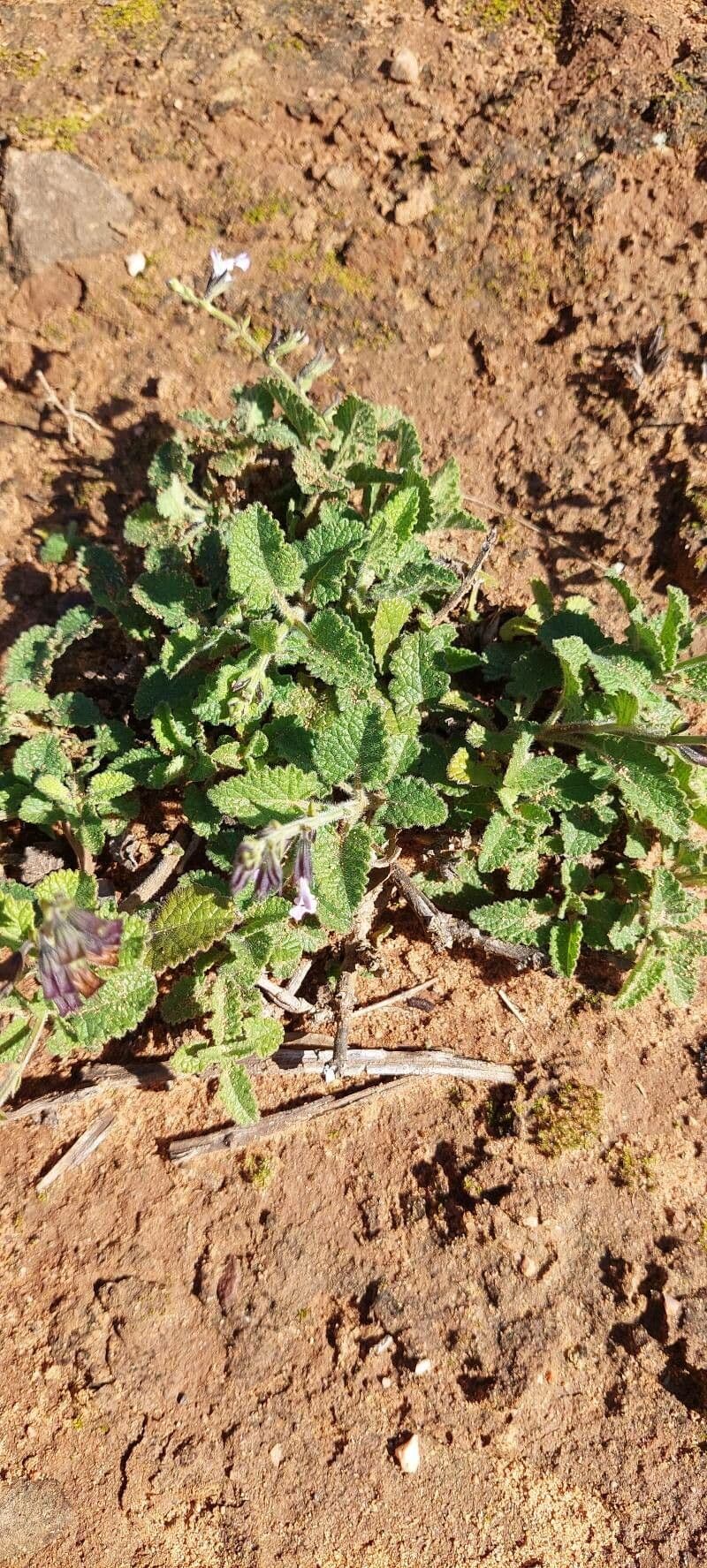 Salvia dei boschi 10