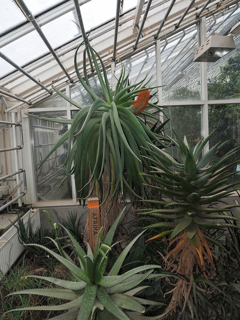 Aloe 6