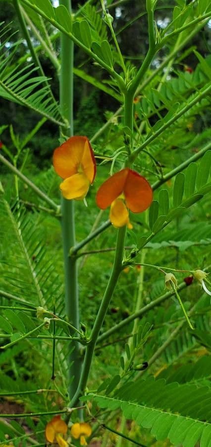 Sesbania herbacea 7