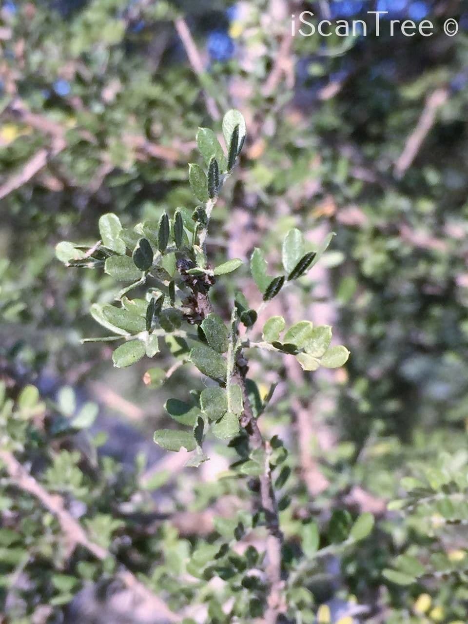 Ormocarpum 19