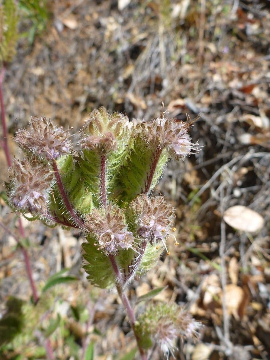 Facelia californiana 5