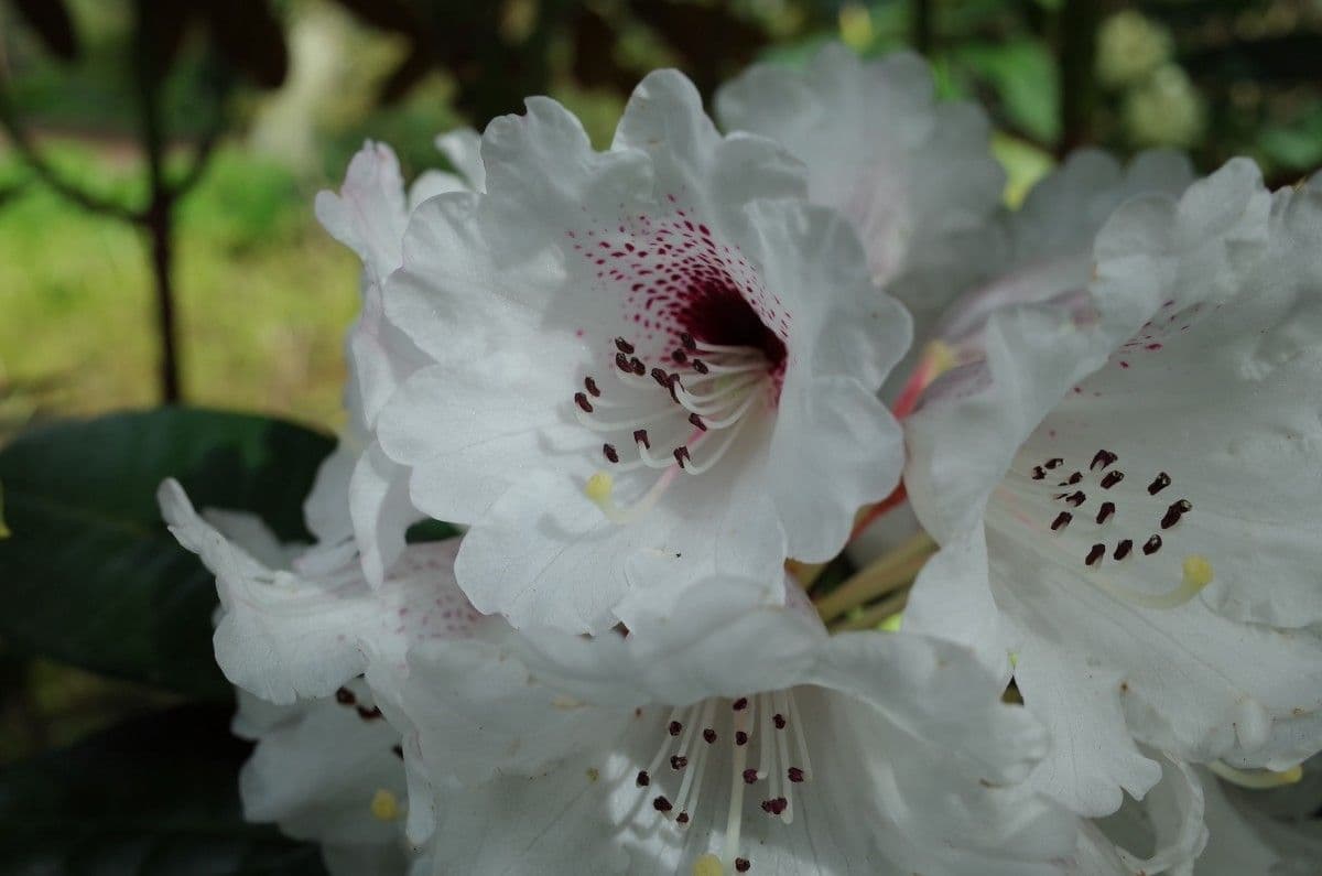 Rododendro 4