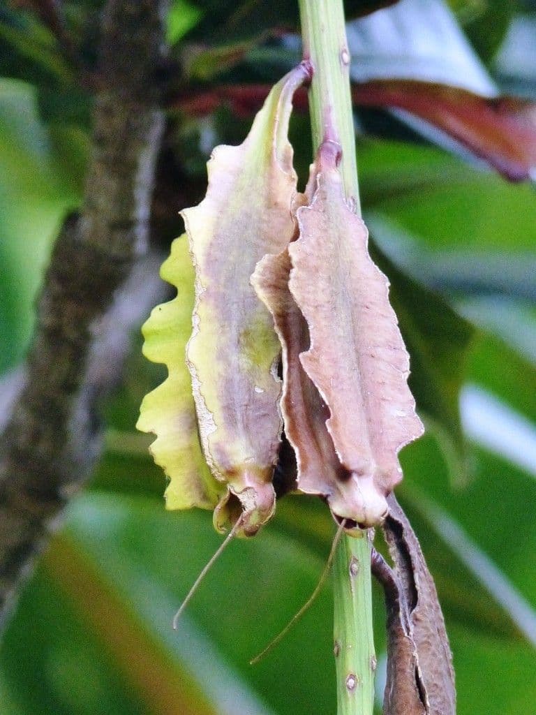 Barringtonia
