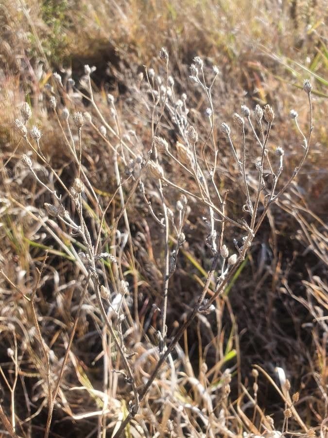 Gutenbergia Rueppella 8