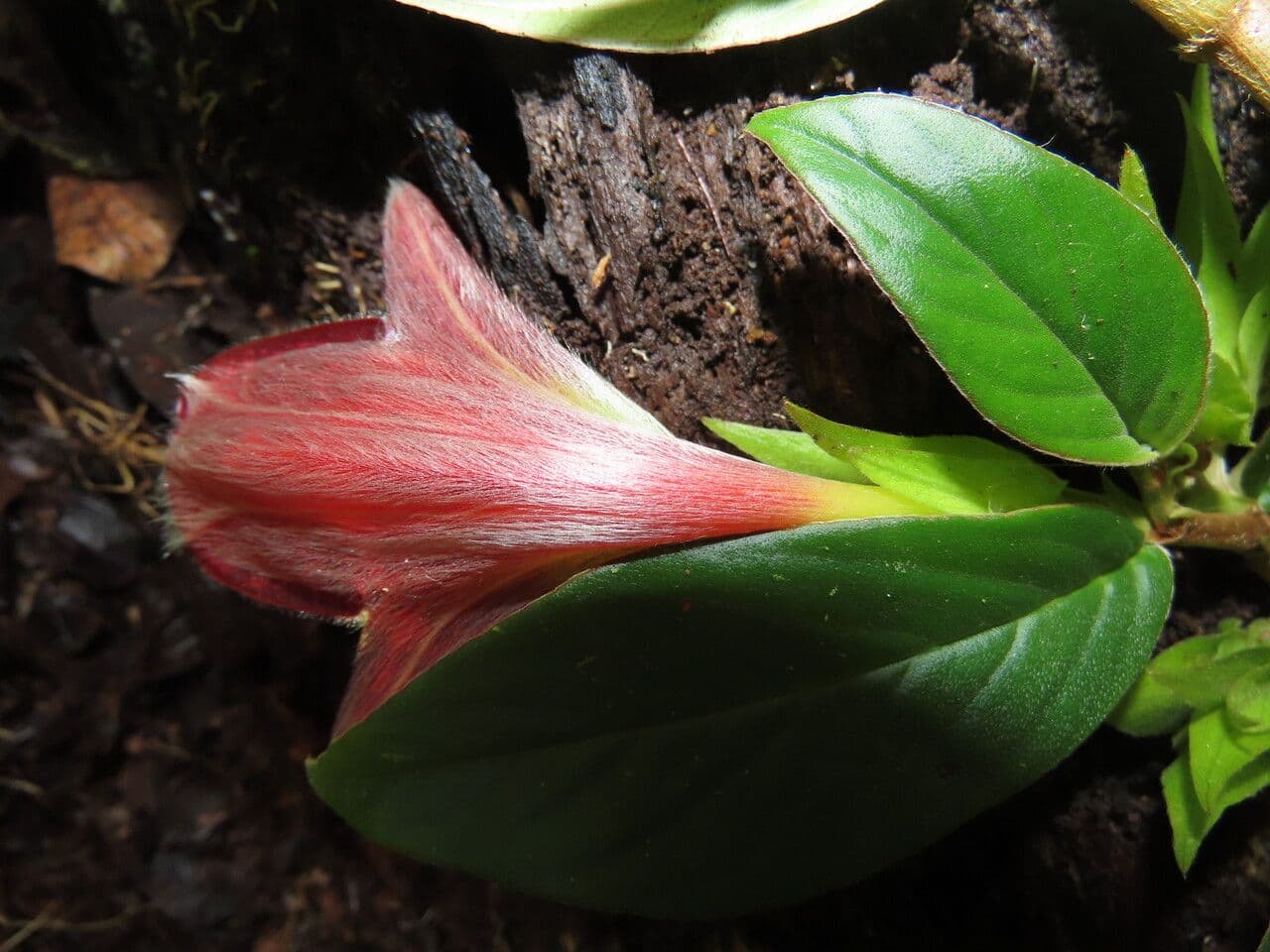 Columnea nicaraguense 8